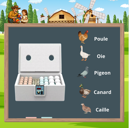 Incubateur Automatique 24 oeufs