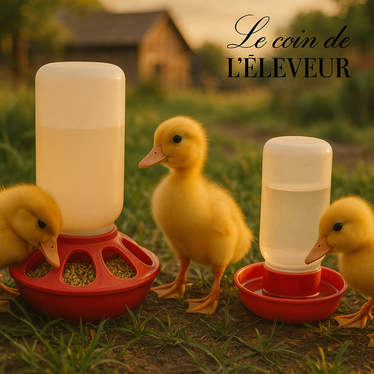 Abreuvoir/Mangeoire rouge pour poussins